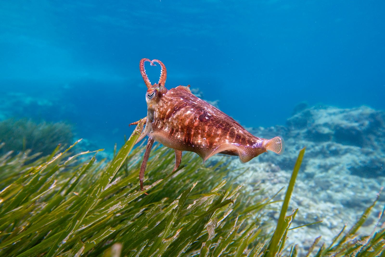 A cuttlefish hovering over a posidonia meadow in clear Mediterranean water